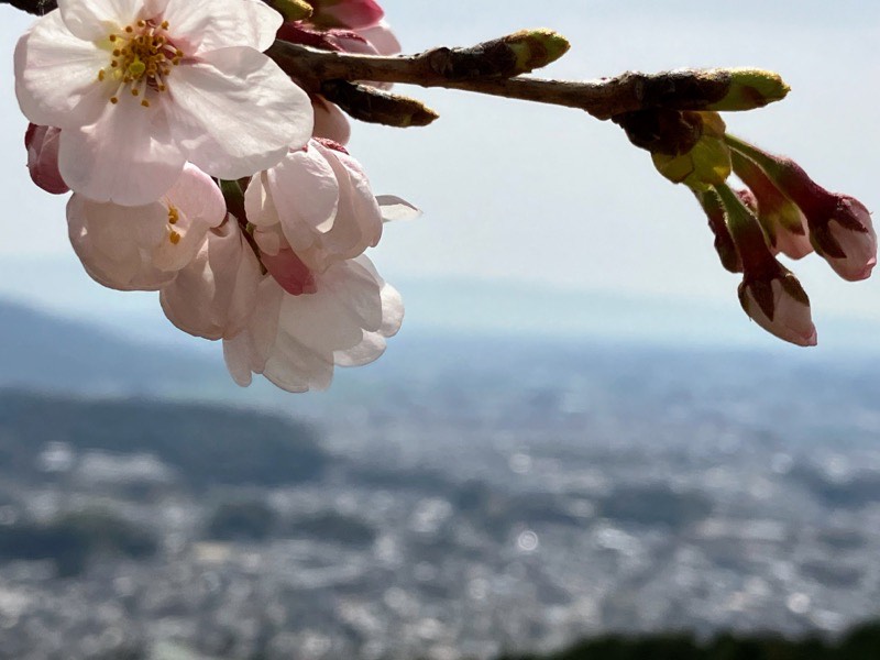 焼米ケ原の桜