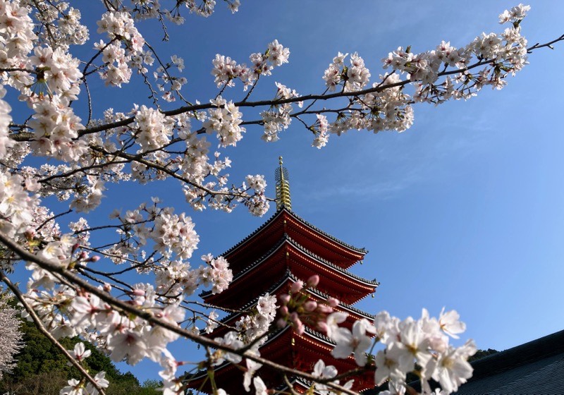 本福寺の桜2023